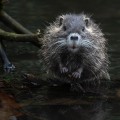 Protect Your Home: Rodent Control vs. Home Warranties