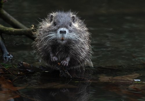 Protect Your Home: Rodent Control vs. Home Warranties